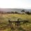 Wildlife monitoring advances with modern drone technology